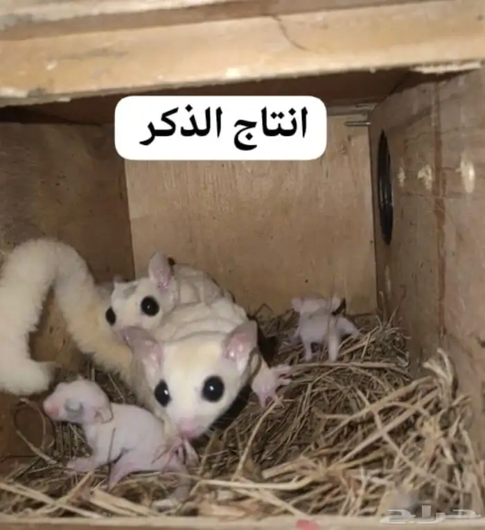 ذكر سنجاب 2
