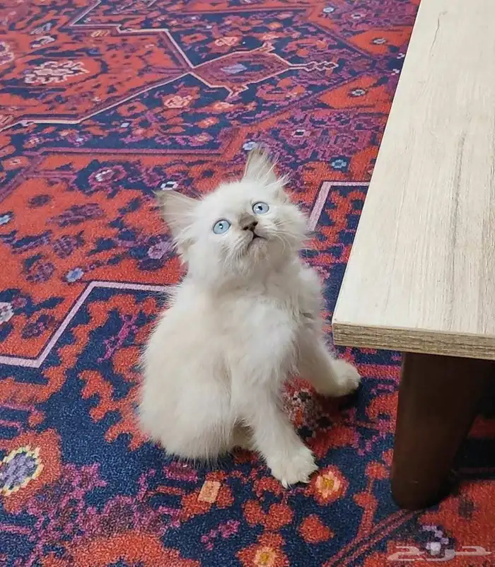 قطة صغيره كتن 5