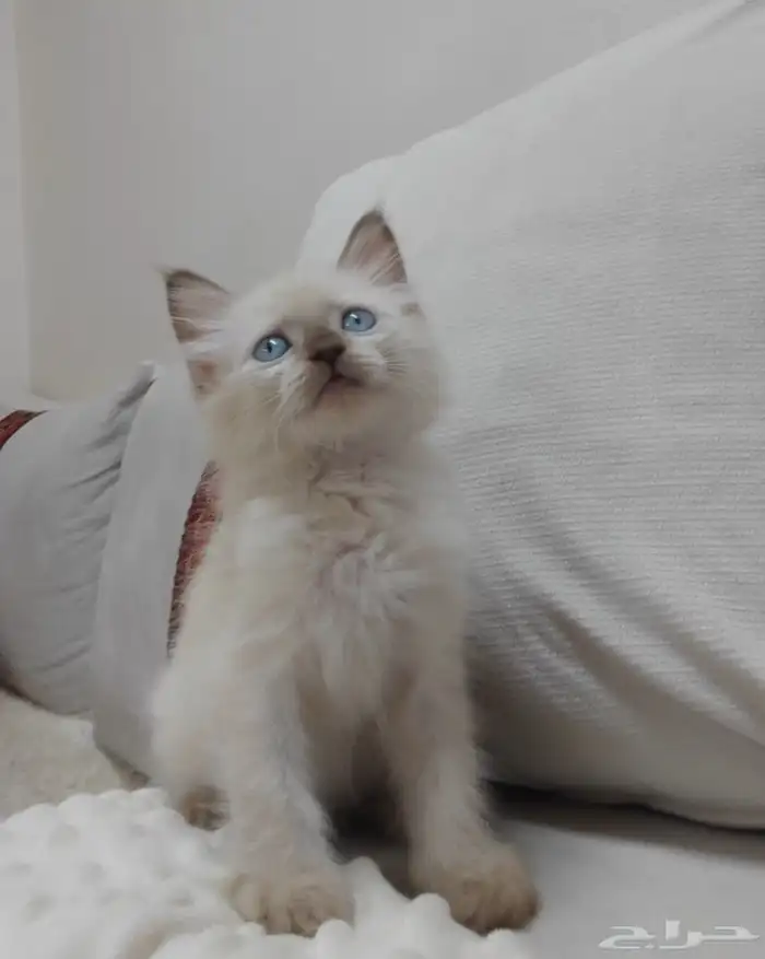قطة صغيره كتن 2