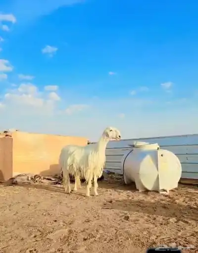 رخل عيسيه صنف index