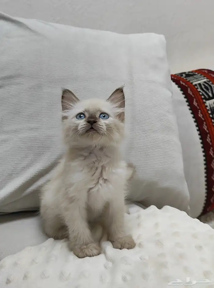 قطة صغيره كتن 0