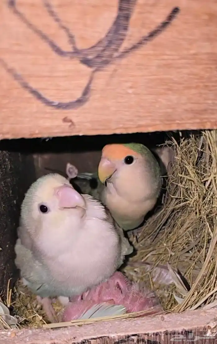 للبيع جوز روز مع فروخه 0