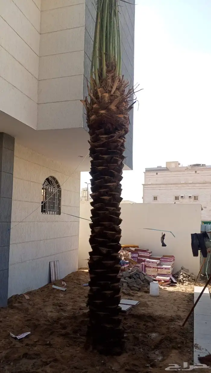 نخل للبيع في مكه الطائف جده بجميع انواعه وجميع المقاسات 4