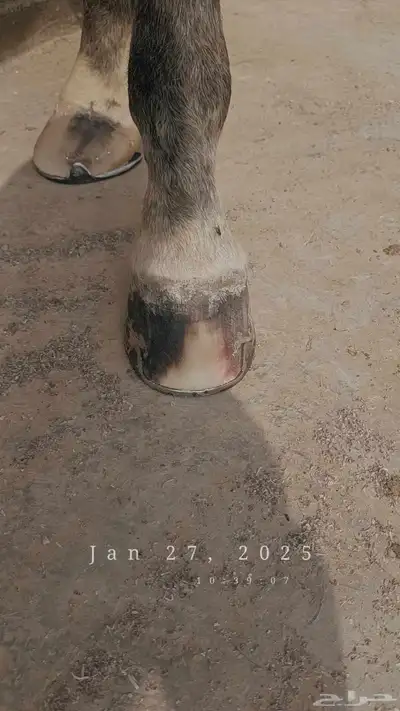 horse farrier index