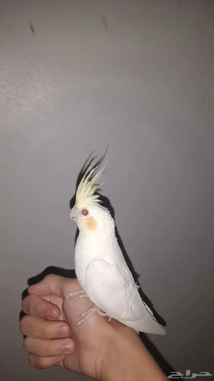 عرض كروان اليف حمامه 3