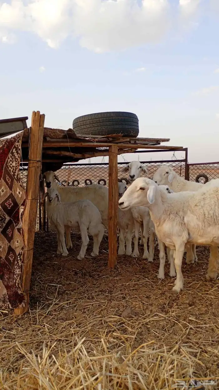 غنم خلفات كل وحده معها ولدها ذبيحه تم البيع 1