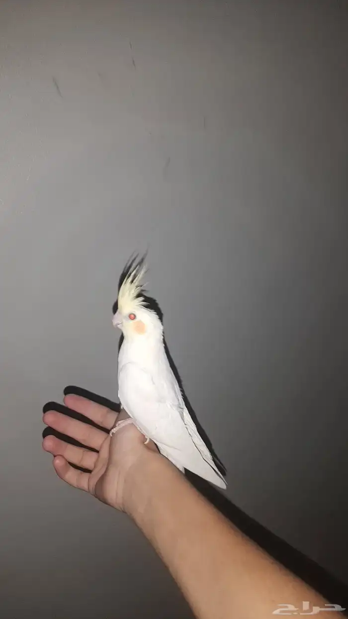 عرض كروان اليف حمامه 2