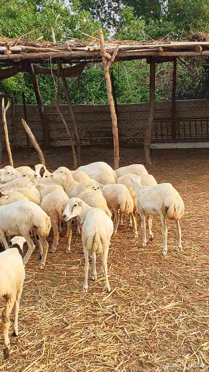 معنا رخيل بلدي ومعنا جفار بلدي ومعنا تيوس بلدي 0