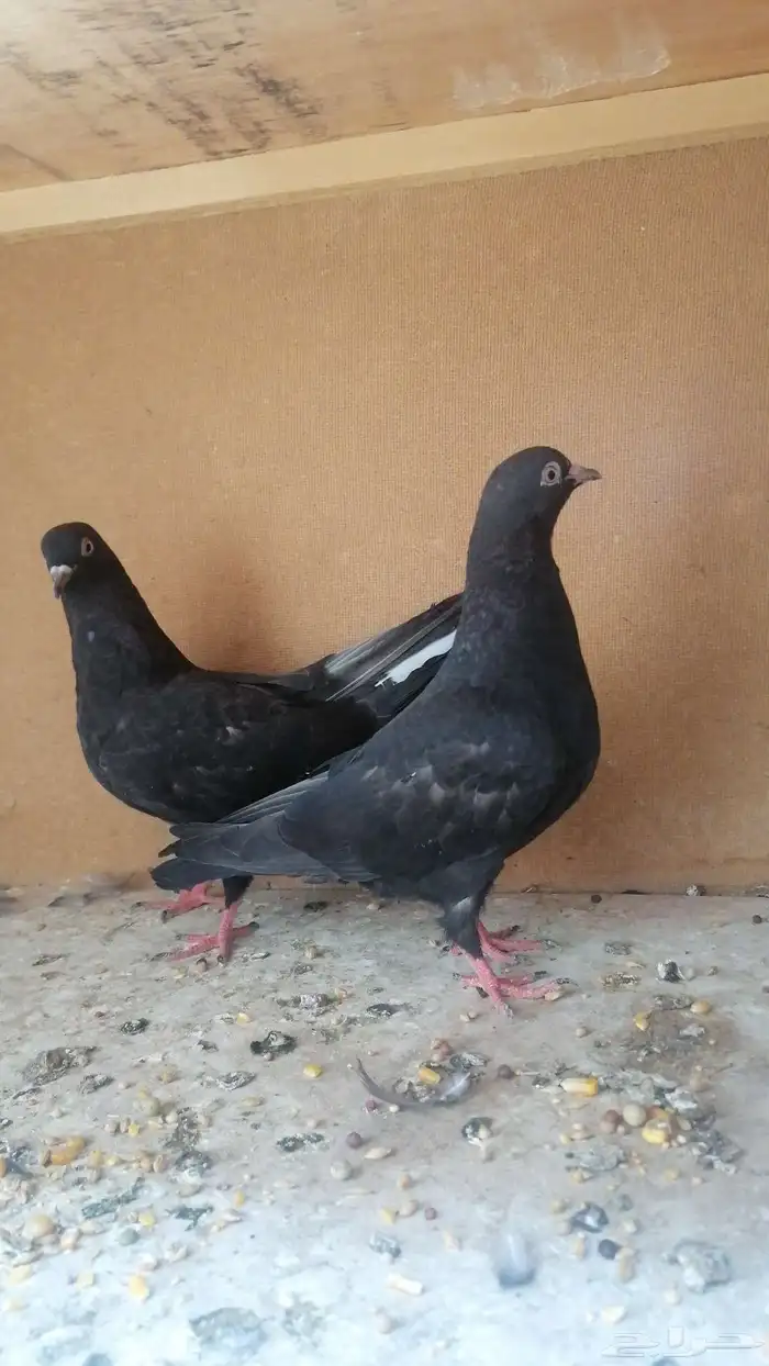 حمام قلابي 4
