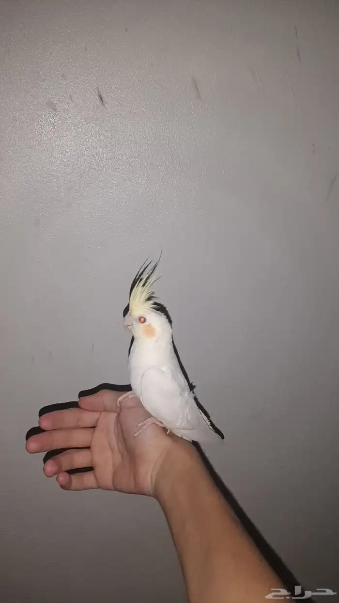 عرض كروان اليف حمامه 0