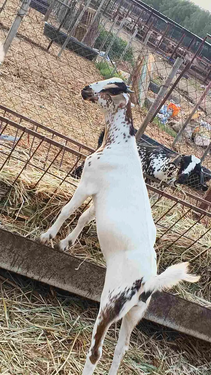 معنا رخيل بلدي ومعنا جفار بلدي ومعنا تيوس بلدي 7
