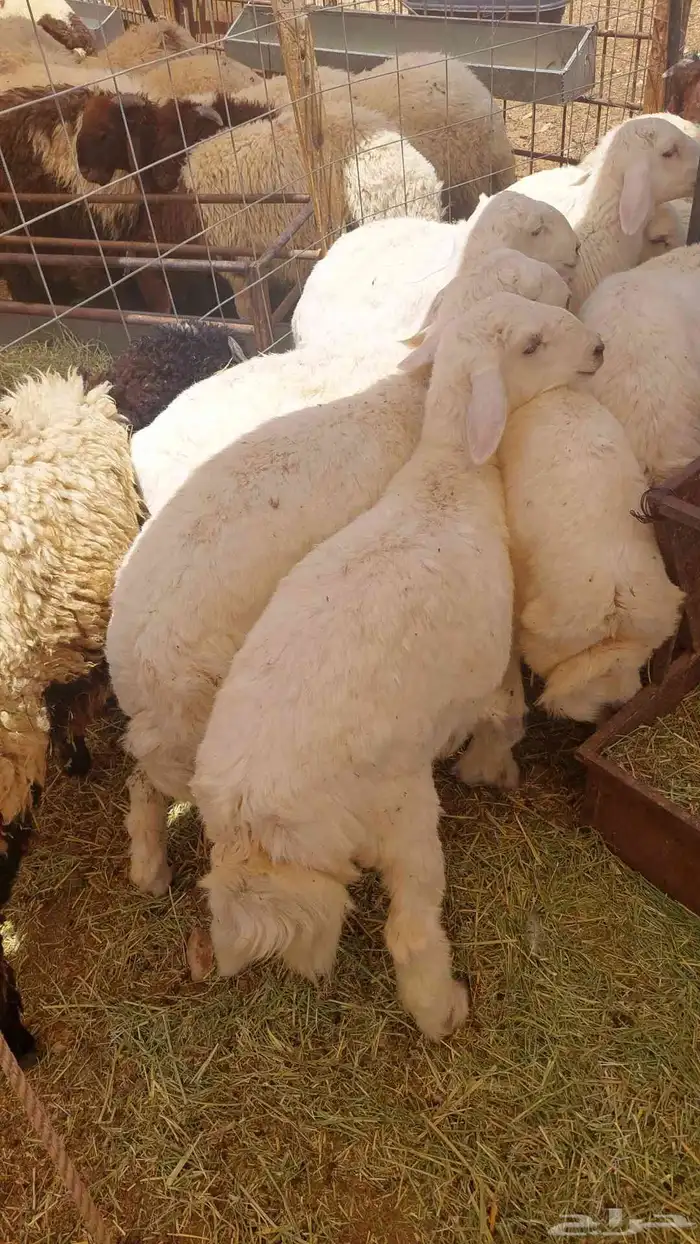 غنم نعيمي بلدي وحريات هرافى 0
