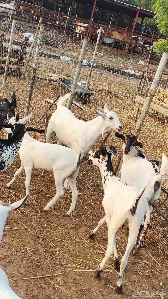 معنا رخيل بلدي ومعنا جفار بلدي ومعنا تيوس بلدي 8