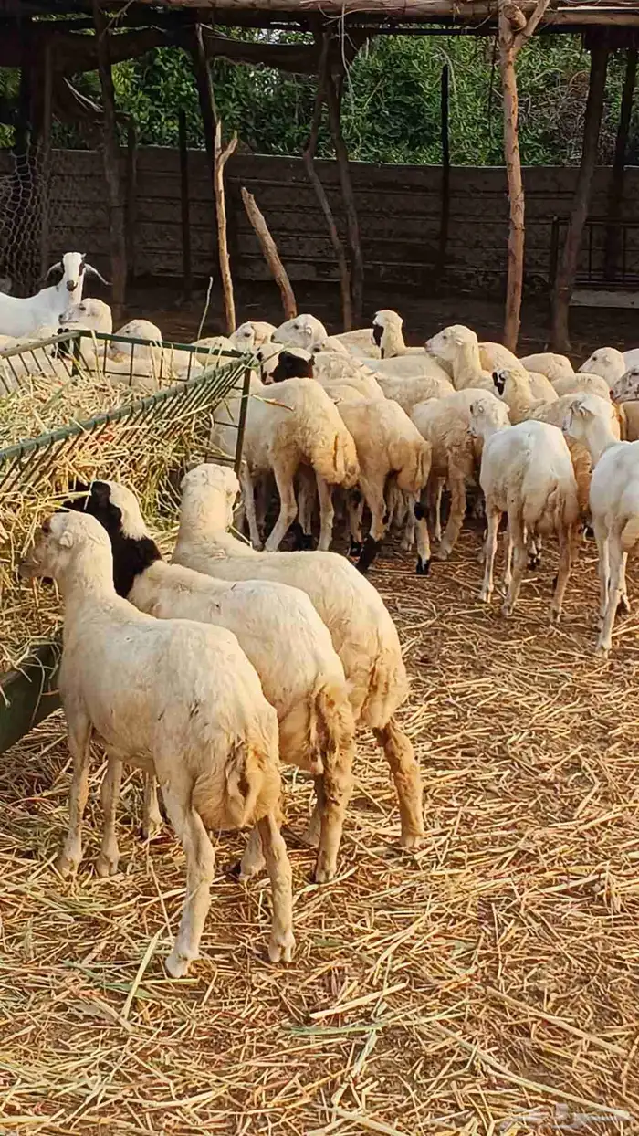 معنا رخيل بلدي ومعنا جفار بلدي ومعنا تيوس بلدي 2
