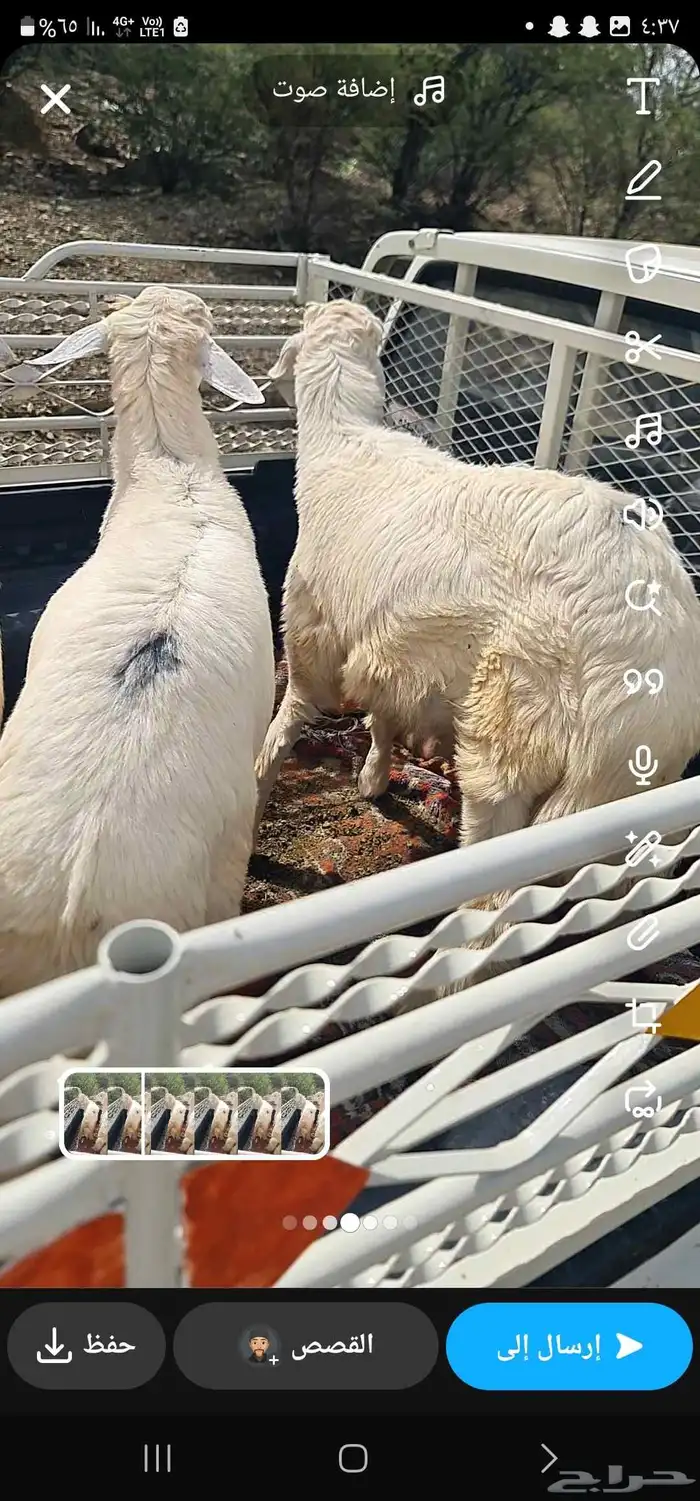 طليان للبيع 1