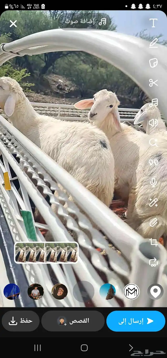 طليان للبيع 2