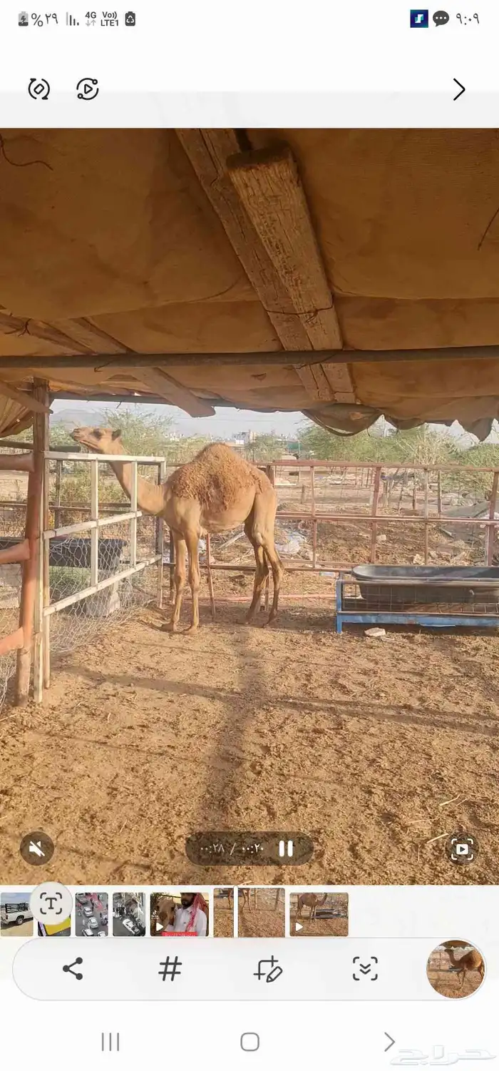 قعود للبيع ( تم البيع خارج الموقع ) 2