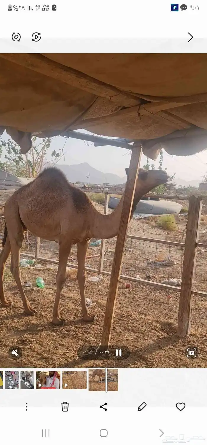 قعود مفرود للبيع ( تم البيع خارج الموقع ) 4