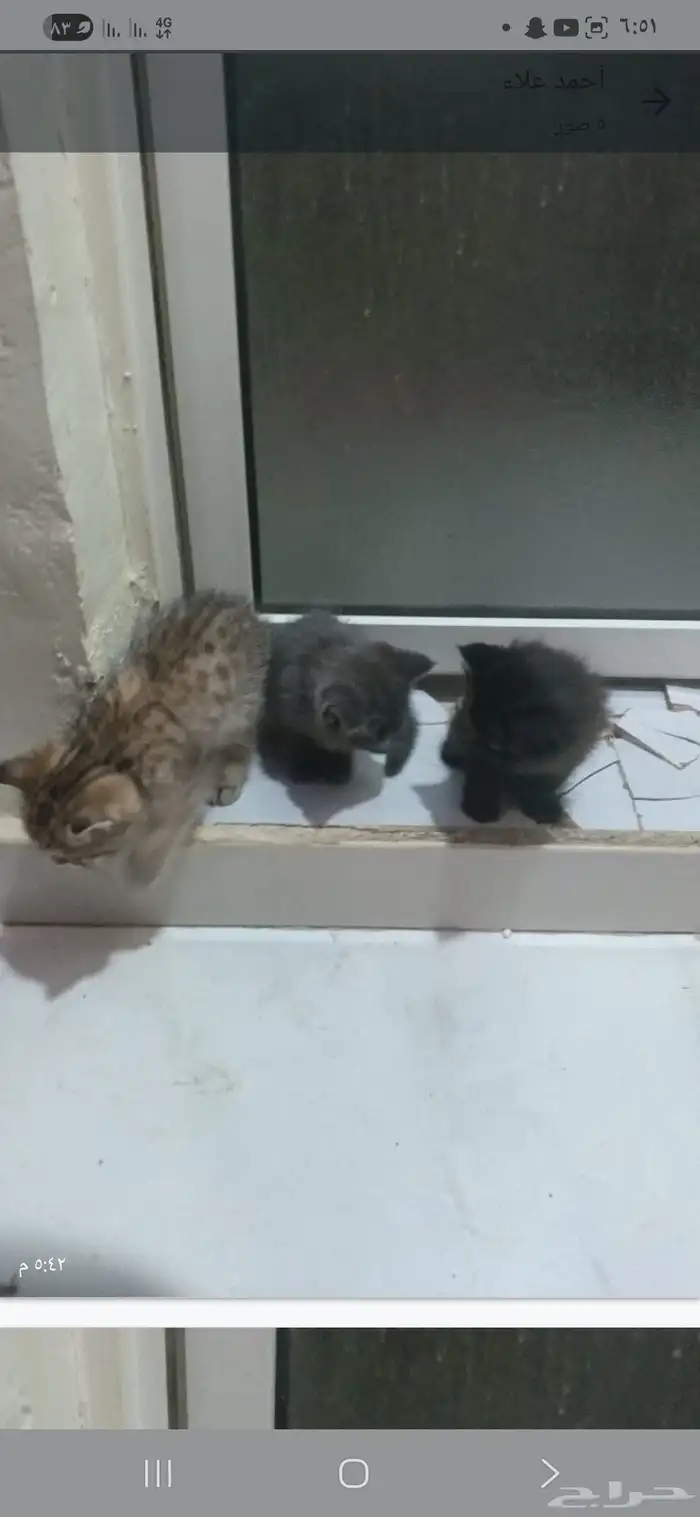 قطط للبيع نوع شيرازي سكوتش فولد عمرهم شهرين ونص 3