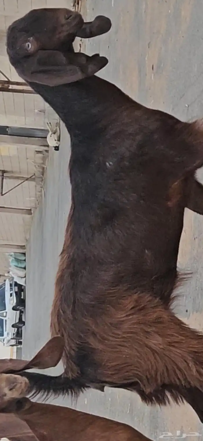 جفرتين جم جذعات قبرصيات سلالة فواخر 3