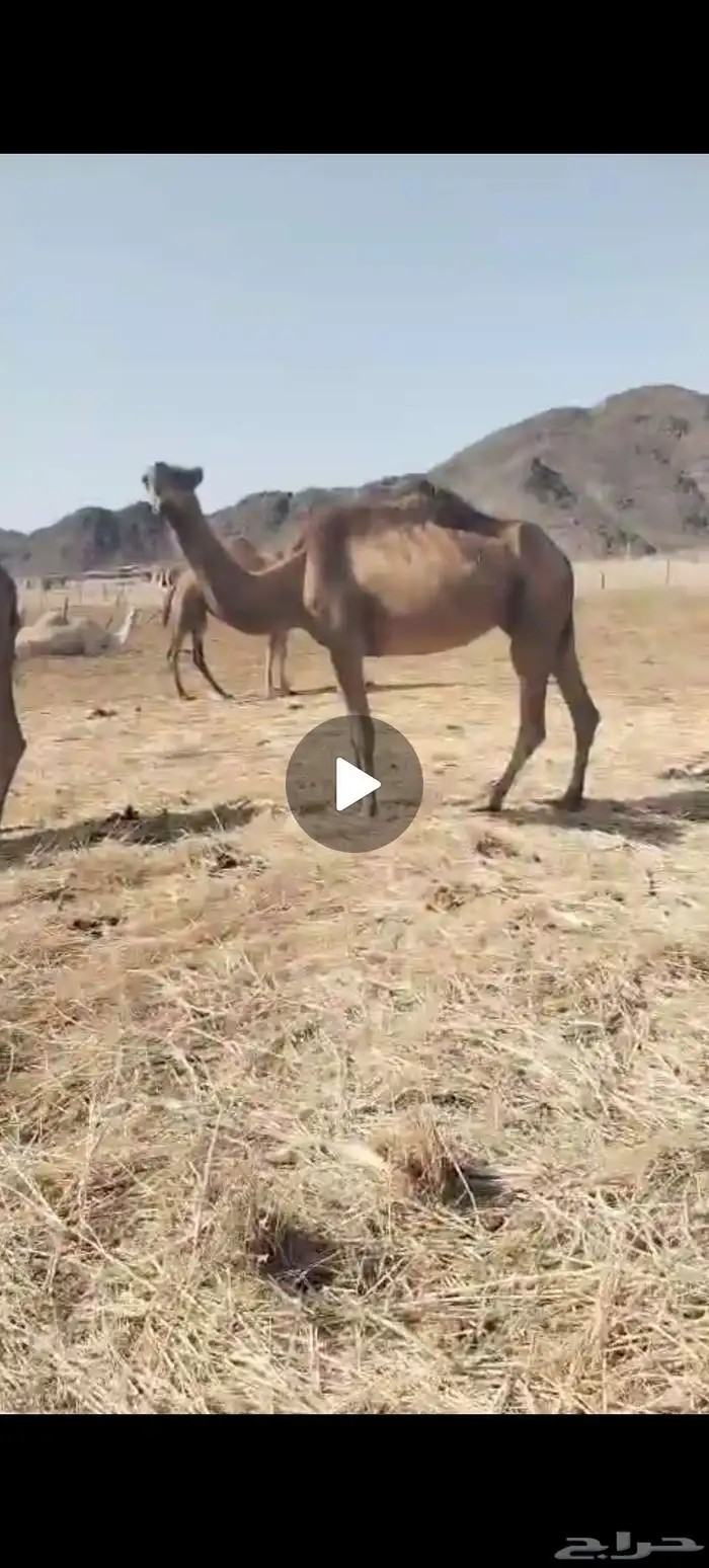 ناقه حمرئ مبيوع ولدها. 2