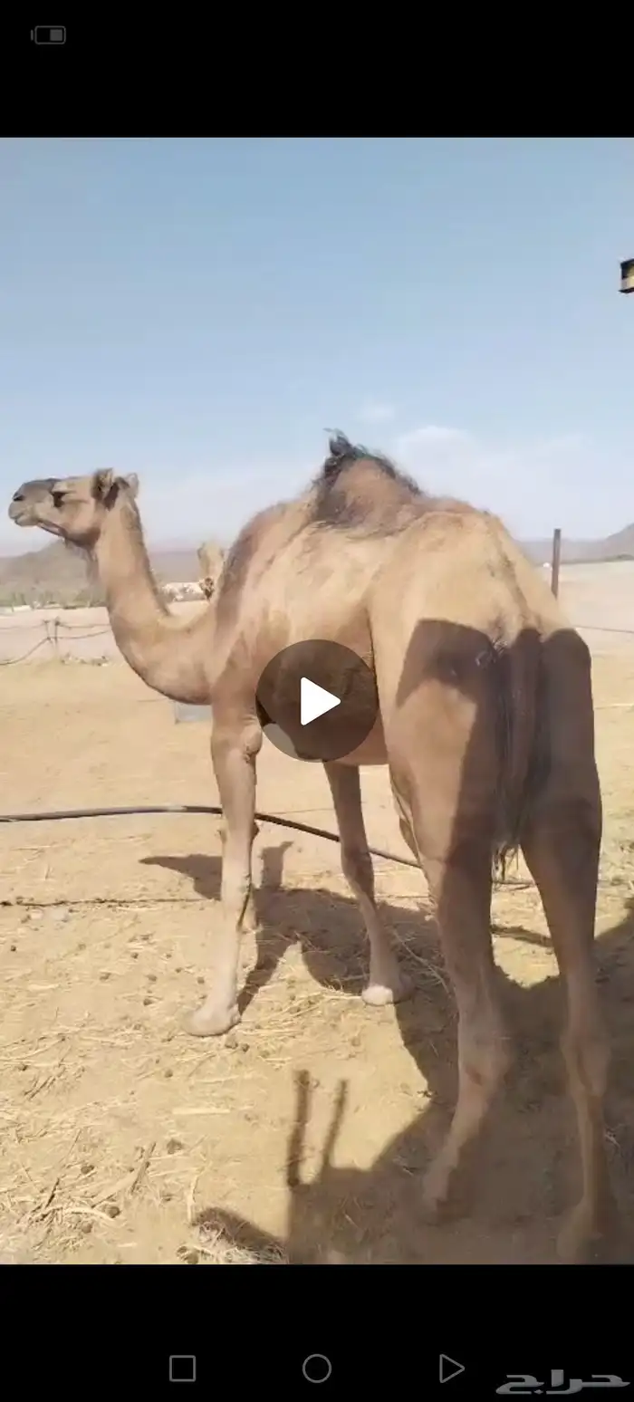 ناقه حمرئ مبيوع ولدها. 0