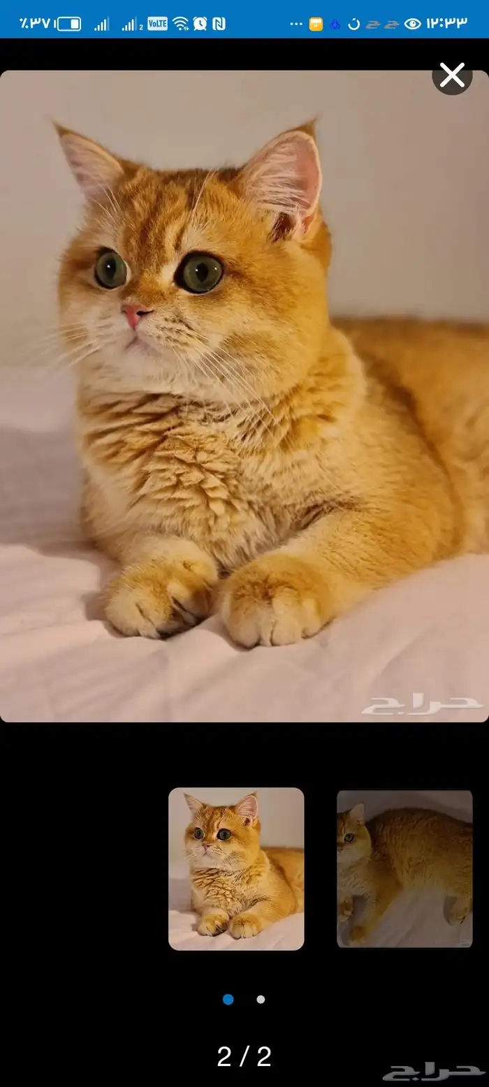 ذكر فحل سكوتش مسجل Ny12 بيدقري 3
