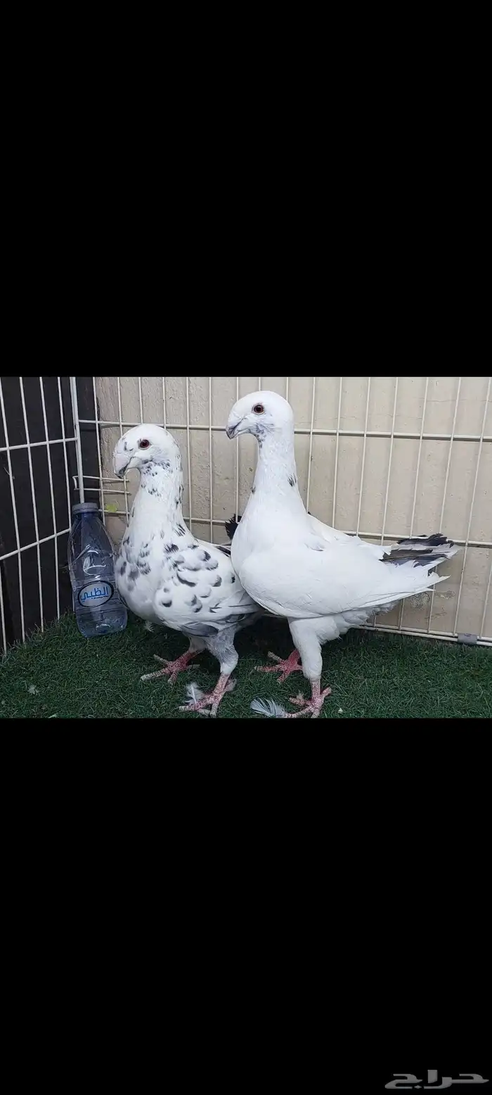 هومر تايقر وآشرد 0