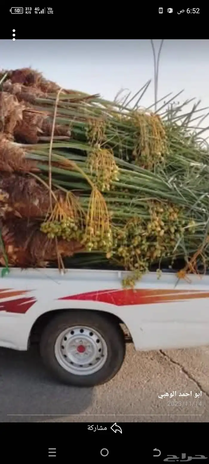 نخيل للبيع بجميع انواعه ومقاساته 0
