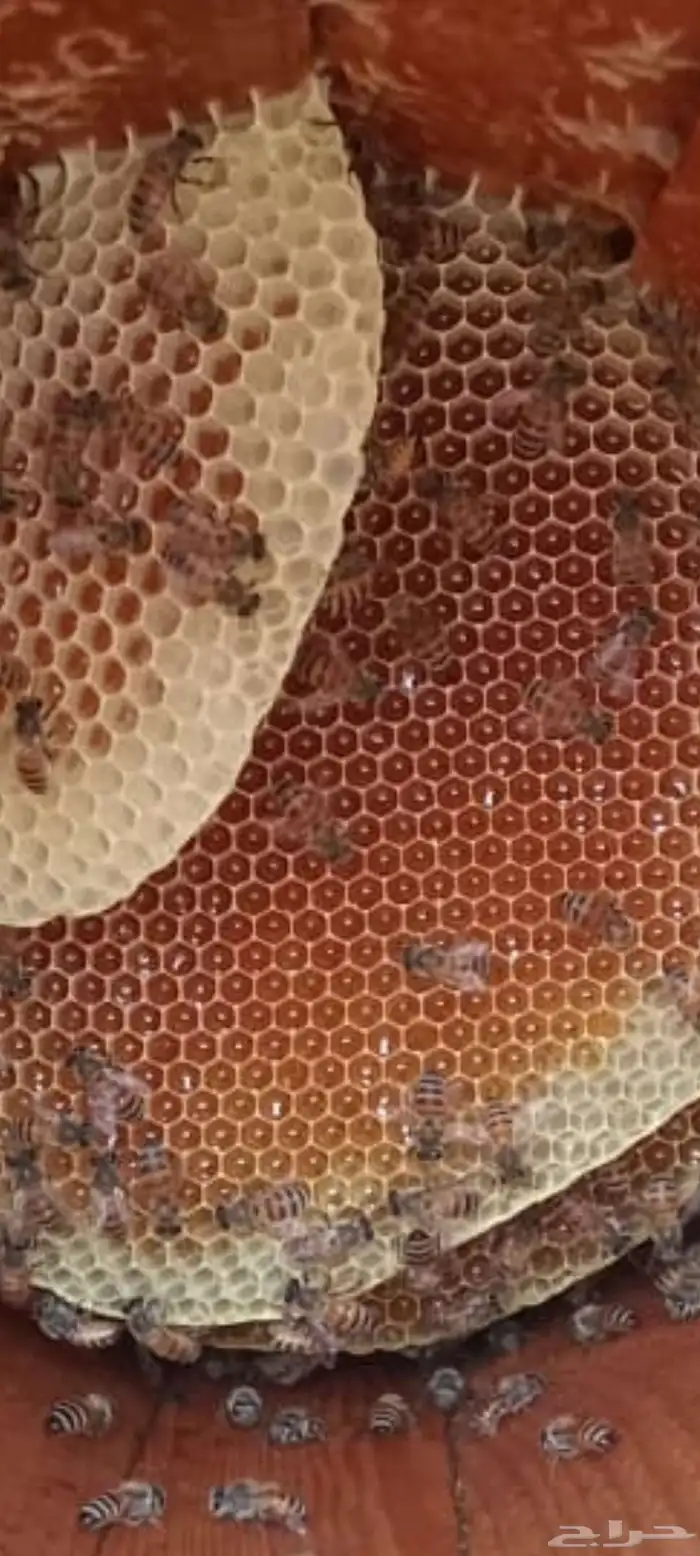 نحل بلدي سلاله عاسله للبيع 0