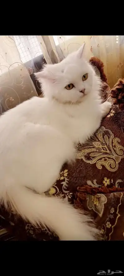 قطه بسه بس قطو كديسه cat هر قط index