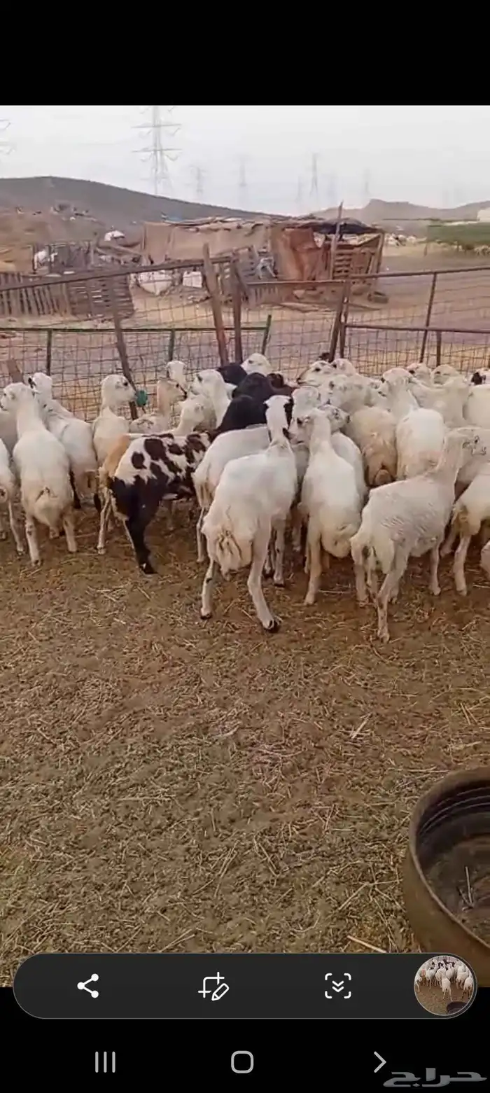 43 رخال رفيديه من 800 6