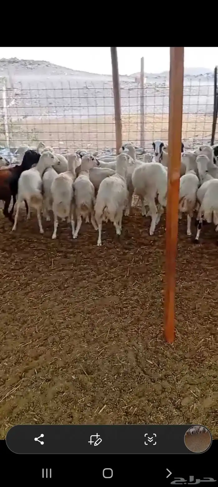 43 رخال رفيديه من 800 2