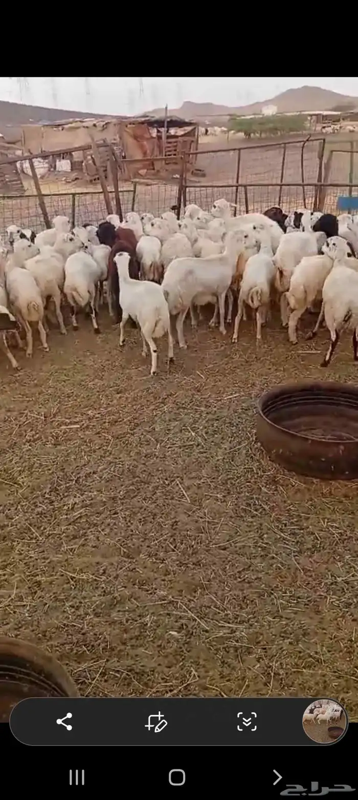 43 رخال رفيديه من 800 1