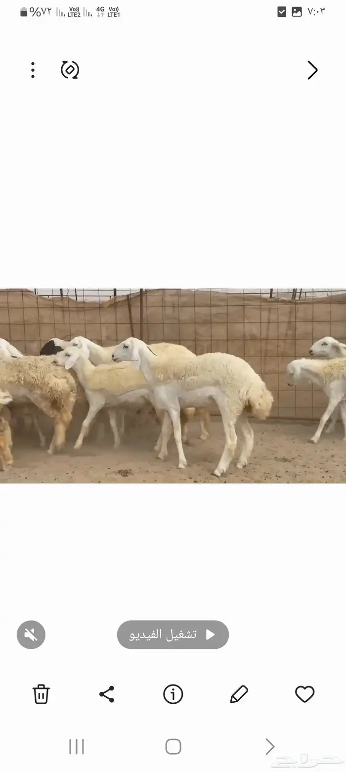 غنم حريات رخال طيبه 4
