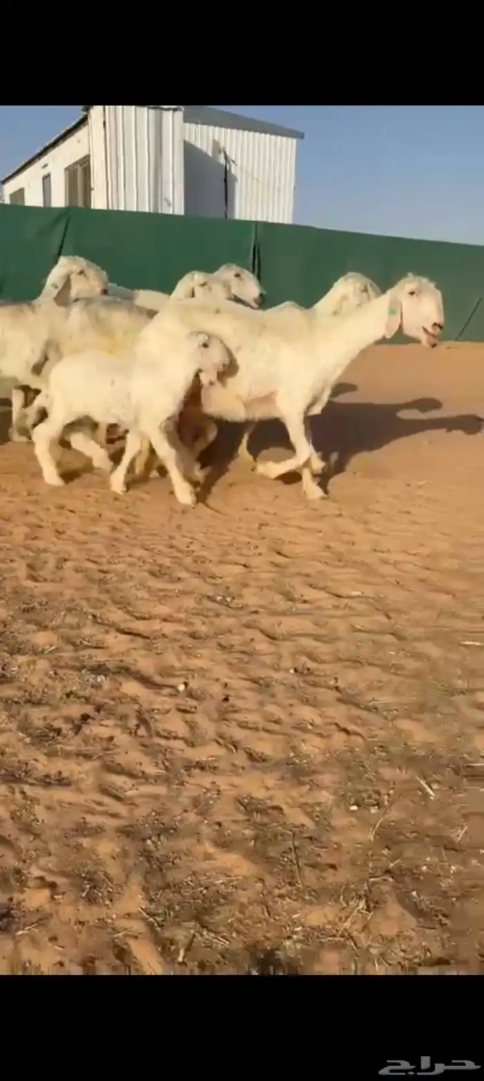 غنم نجد تم البيع 0