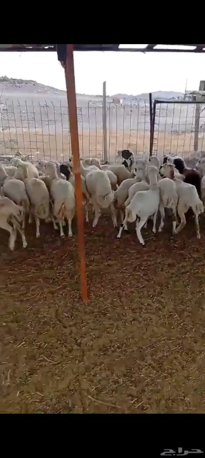 43 رخال رفيديه من 800 5