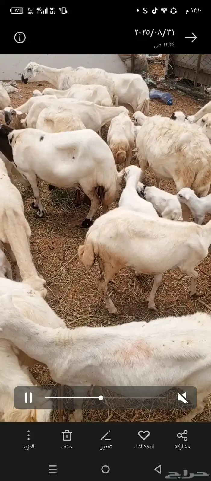 ضان رفيدي بلدي موالدت 80 و70 دفع 1