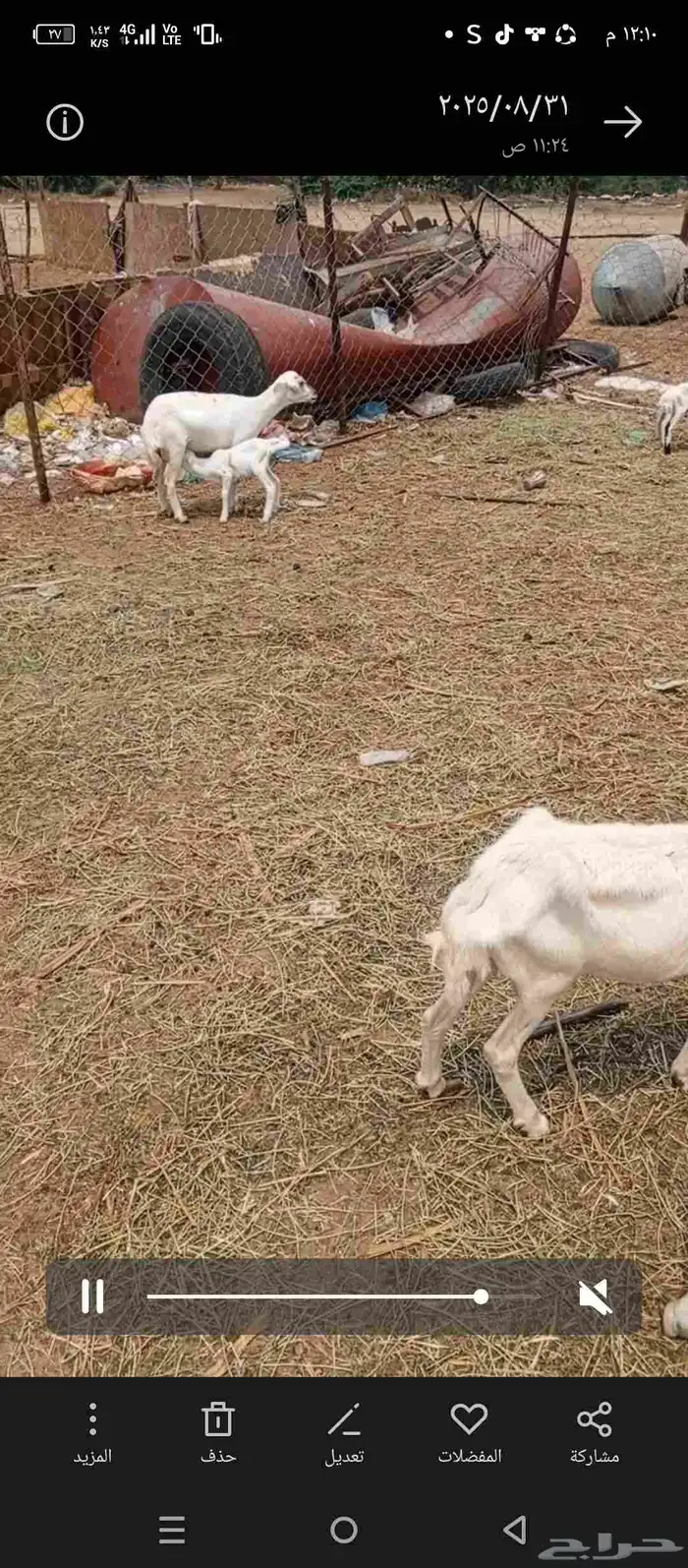 ضان رفيدي بلدي موالدت 80 و70 دفع 0