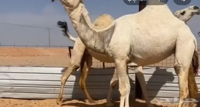 حلاق ابل المملكة 0