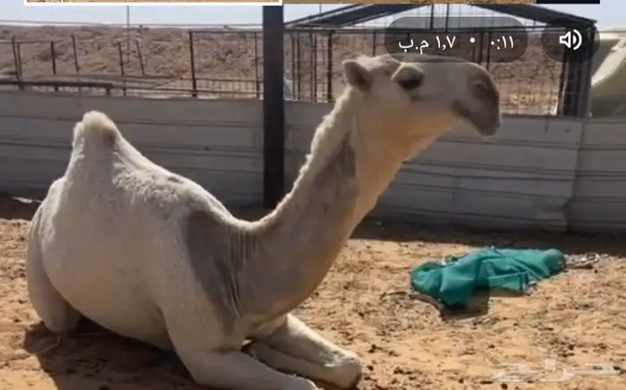 حلاق ابل المملكة 1