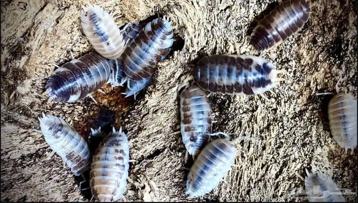 حشرات التيرايوم ايزوبود 9