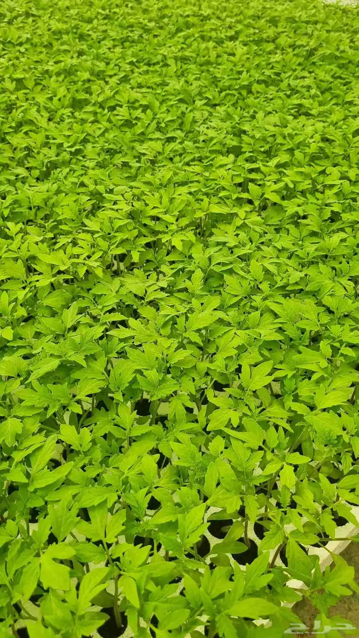 شتلات طماطم تالا لشركه سالم الحميدي 1