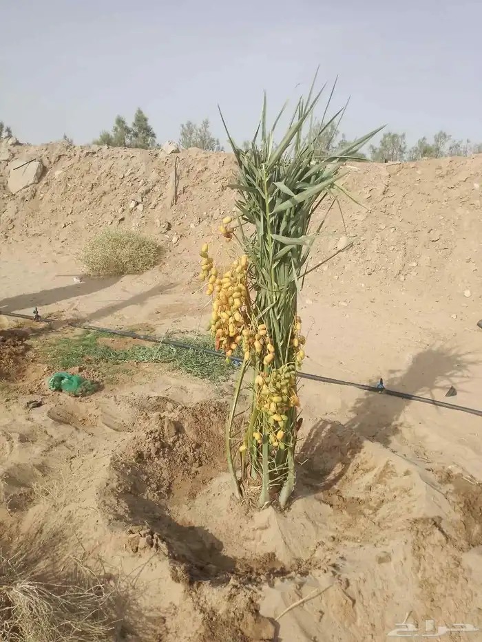 مشاءالله تبارك الله نخل طيب مثمر وزينه طالع على اشمال 5