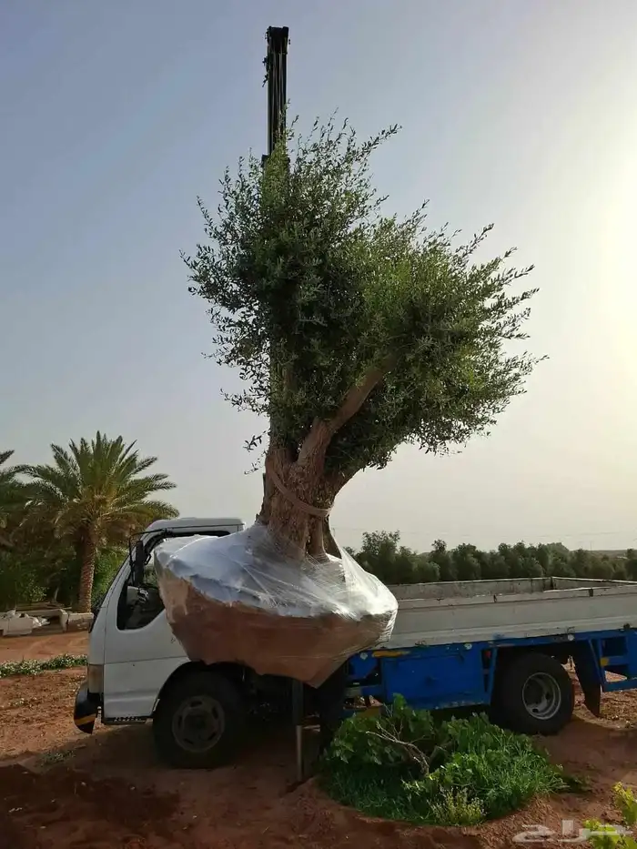 توريد وغرس زيتون 2