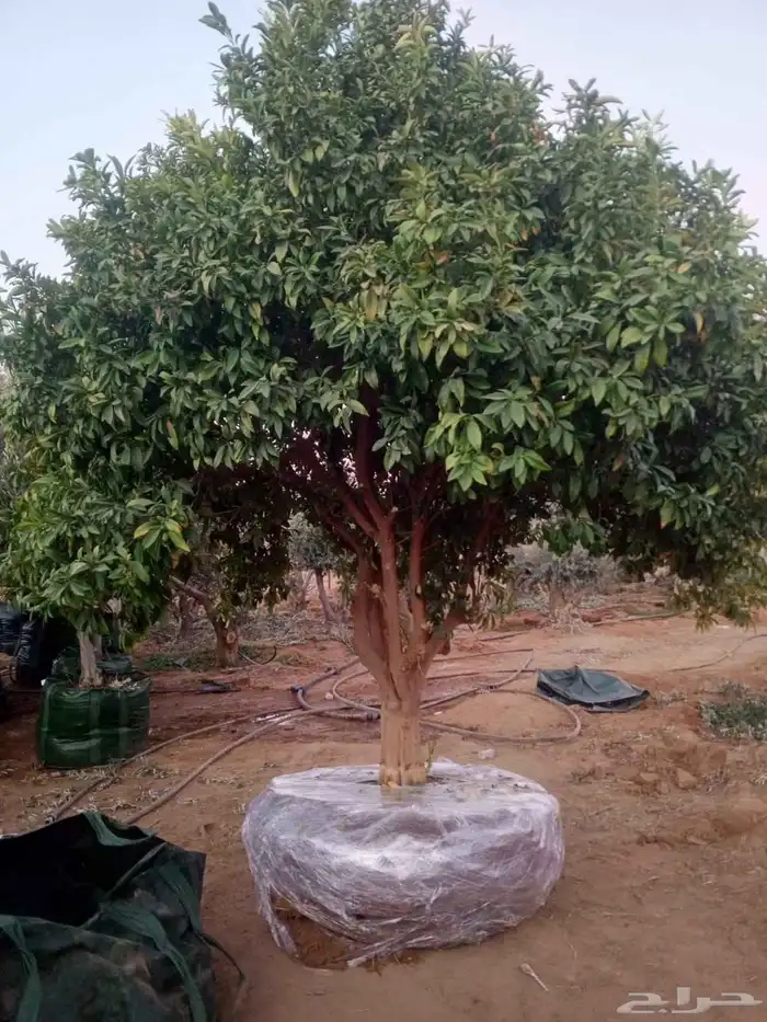 يوجد لدينا جميع انواع الأشجار التوصل علا 6