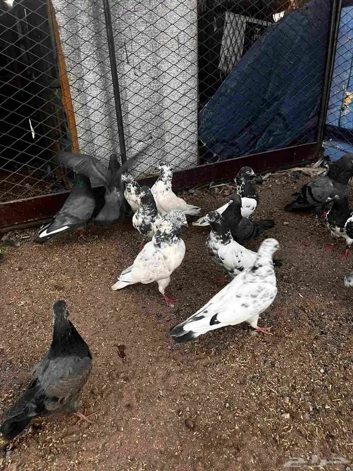 حمام باكستاني للبيع عشه كامله للبيع 1