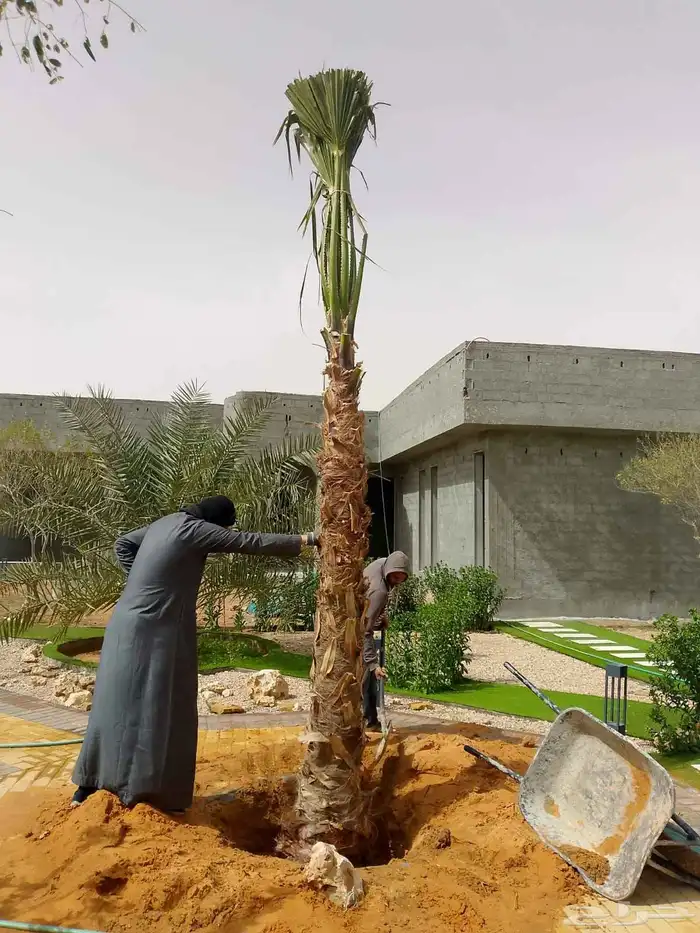 نخيل 9