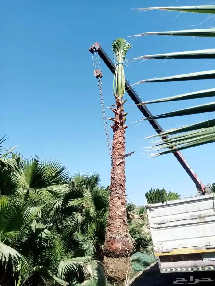 نخيل 8
