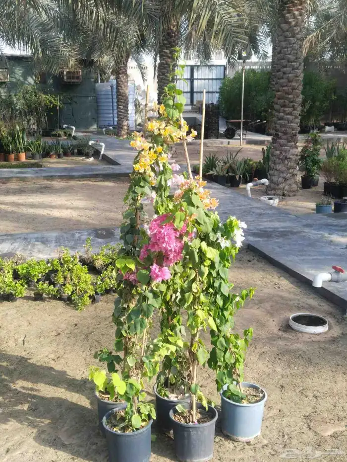 زراعه اشجار 0